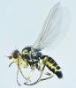 Phytomyza rufipes